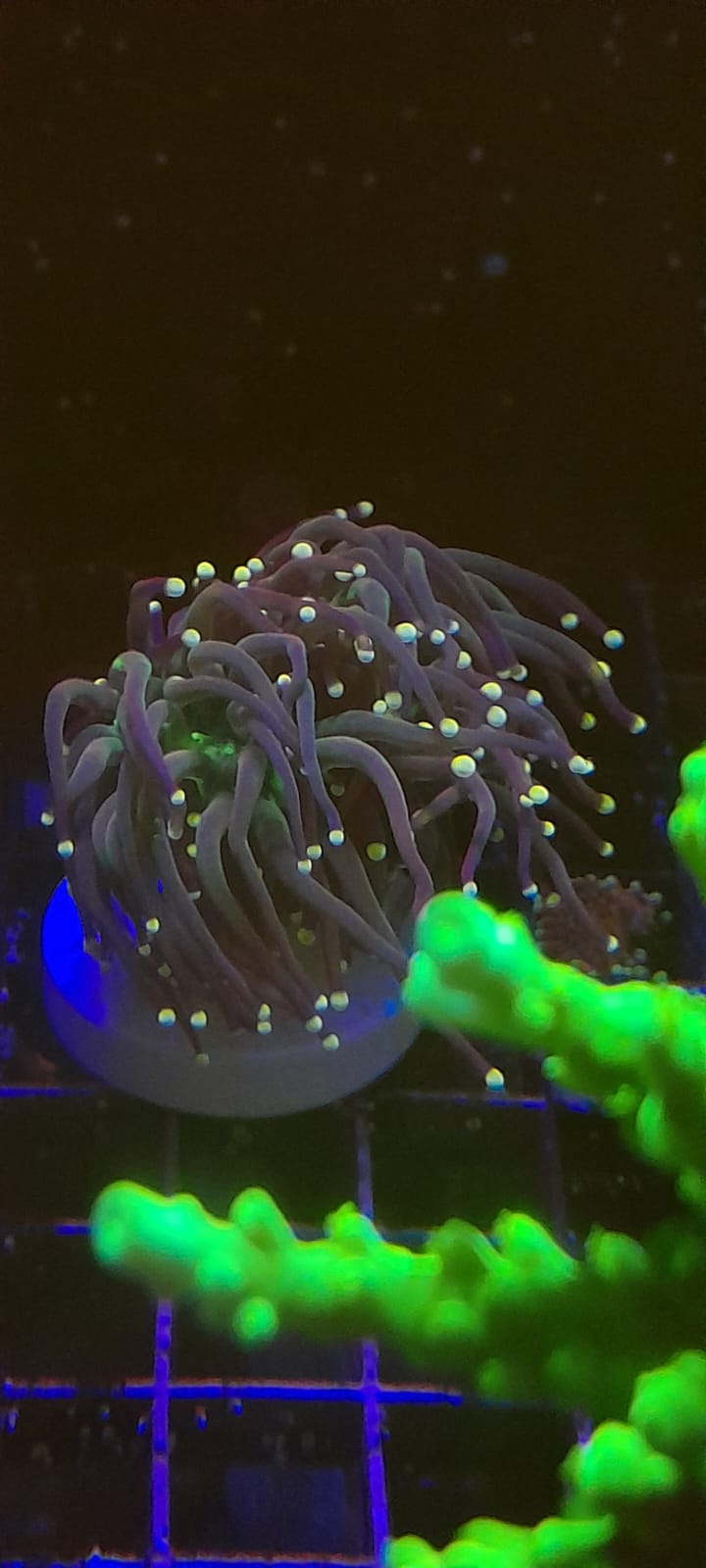 EUPHYLLIA GLABRESCENS ORANGE PINK