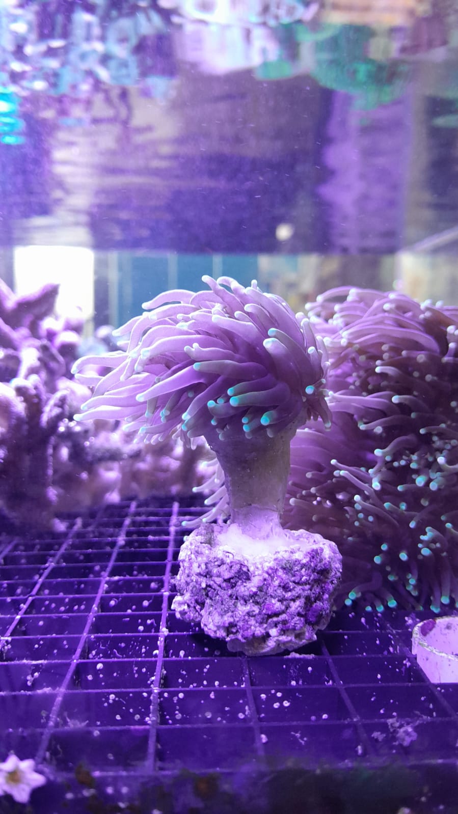 EUPHYLLIA DRAGON D1
