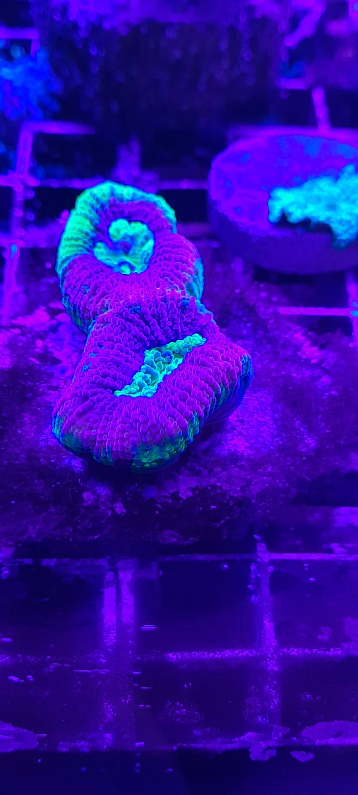 FAVITES COMPLANATA DRAGON SOUL