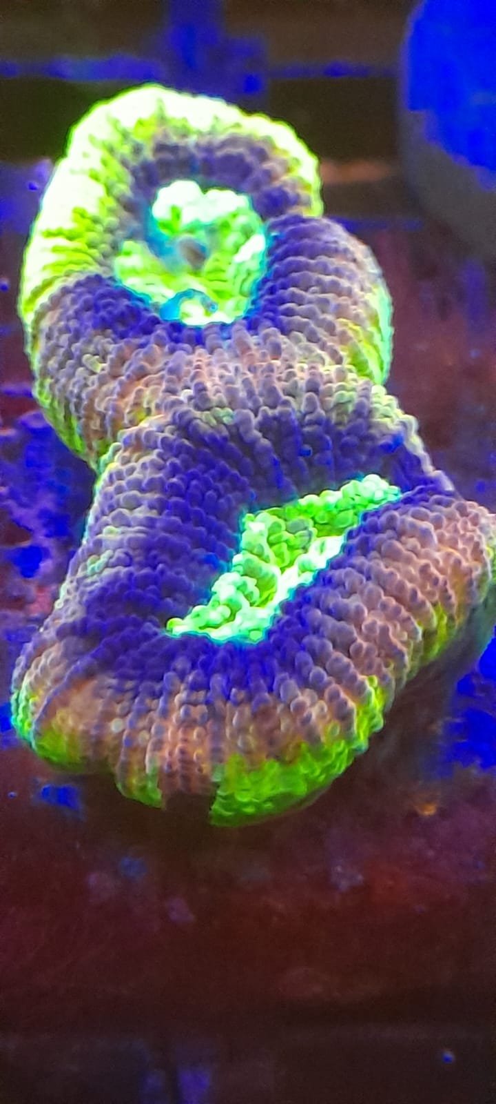 FAVITES COMPLANATA DRAGON SOUL