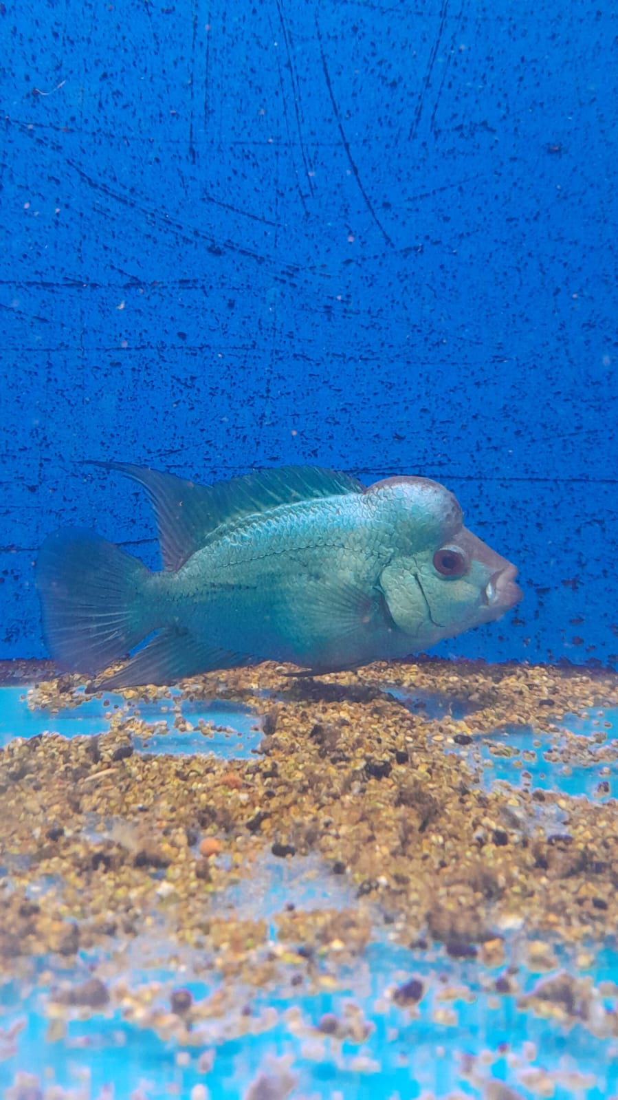 FLOWERHORN