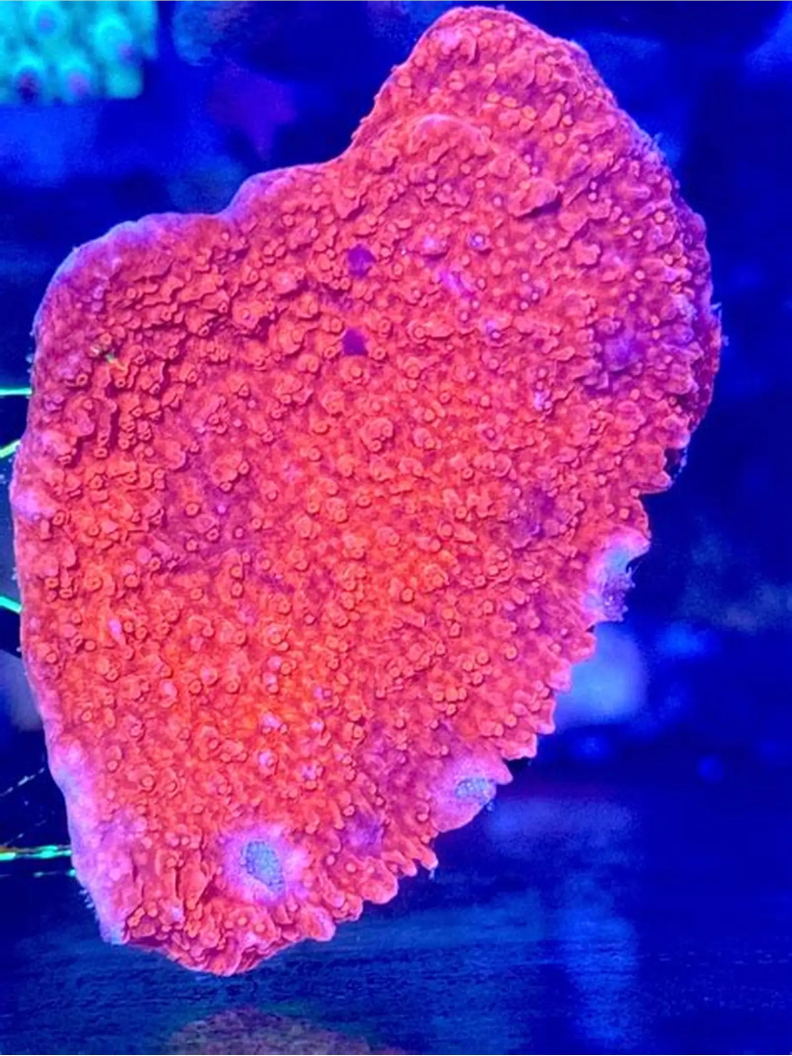 MONTIPORA FOLIOSA