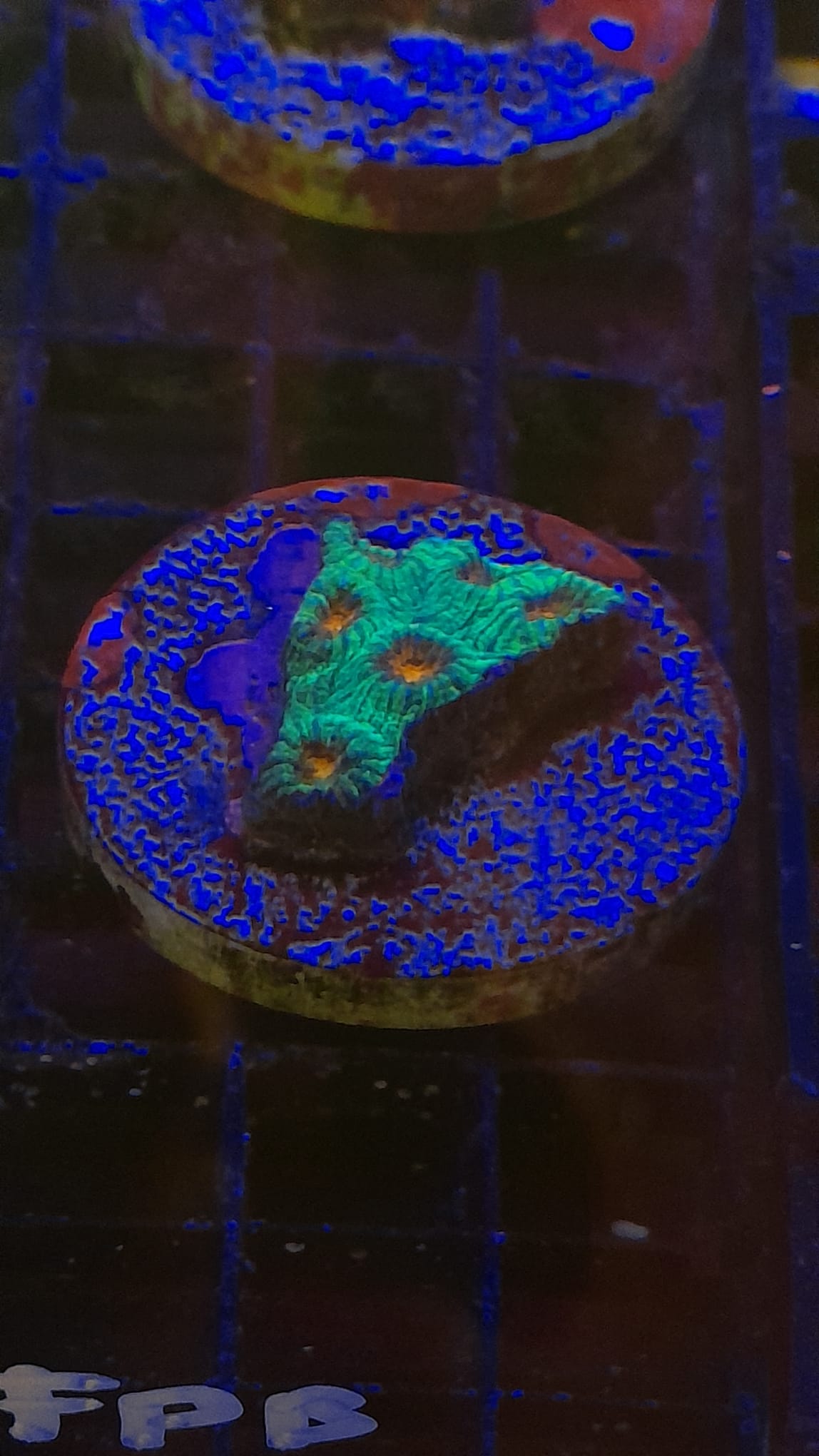 FAVITES PREMIUM FRAG