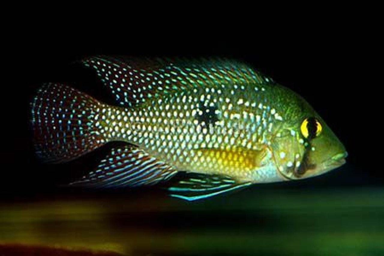 GEOPHAGUS IPORANGENSIS