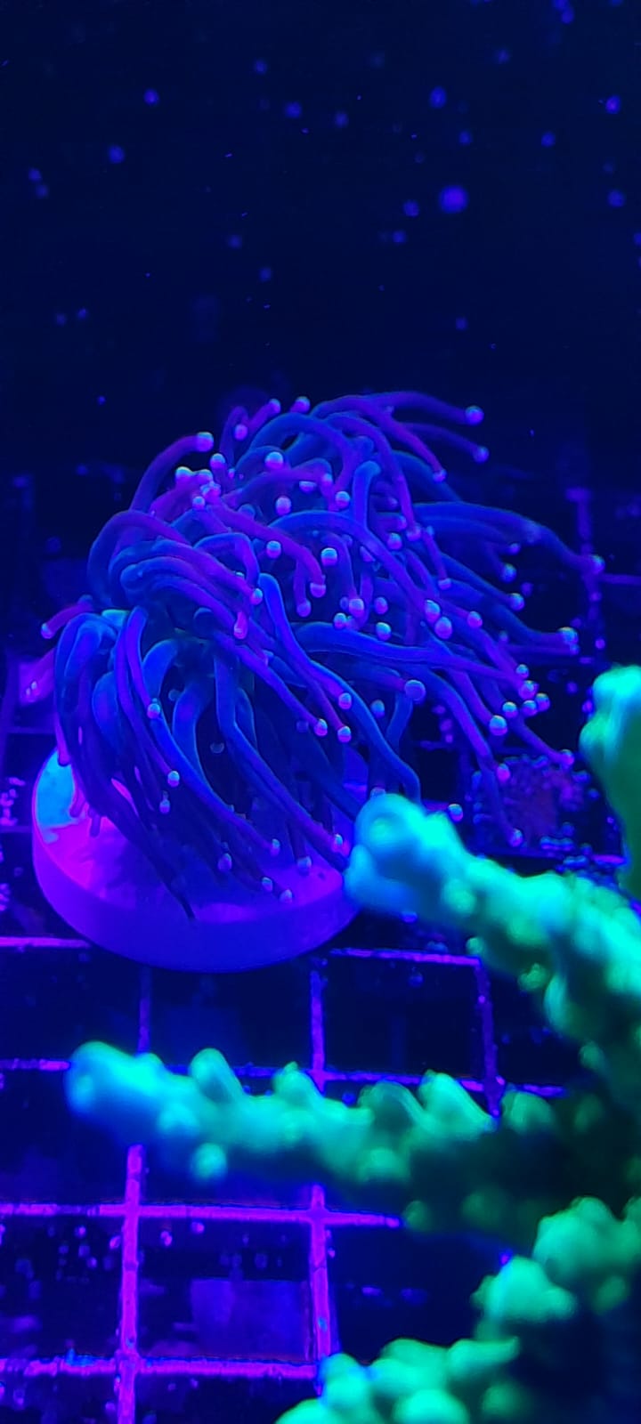 EUPHYLLIA GLABRESCENS ORANGE PINK