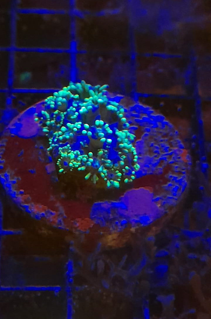 GONIOPORA SPP ORANGE CENTER FRAG