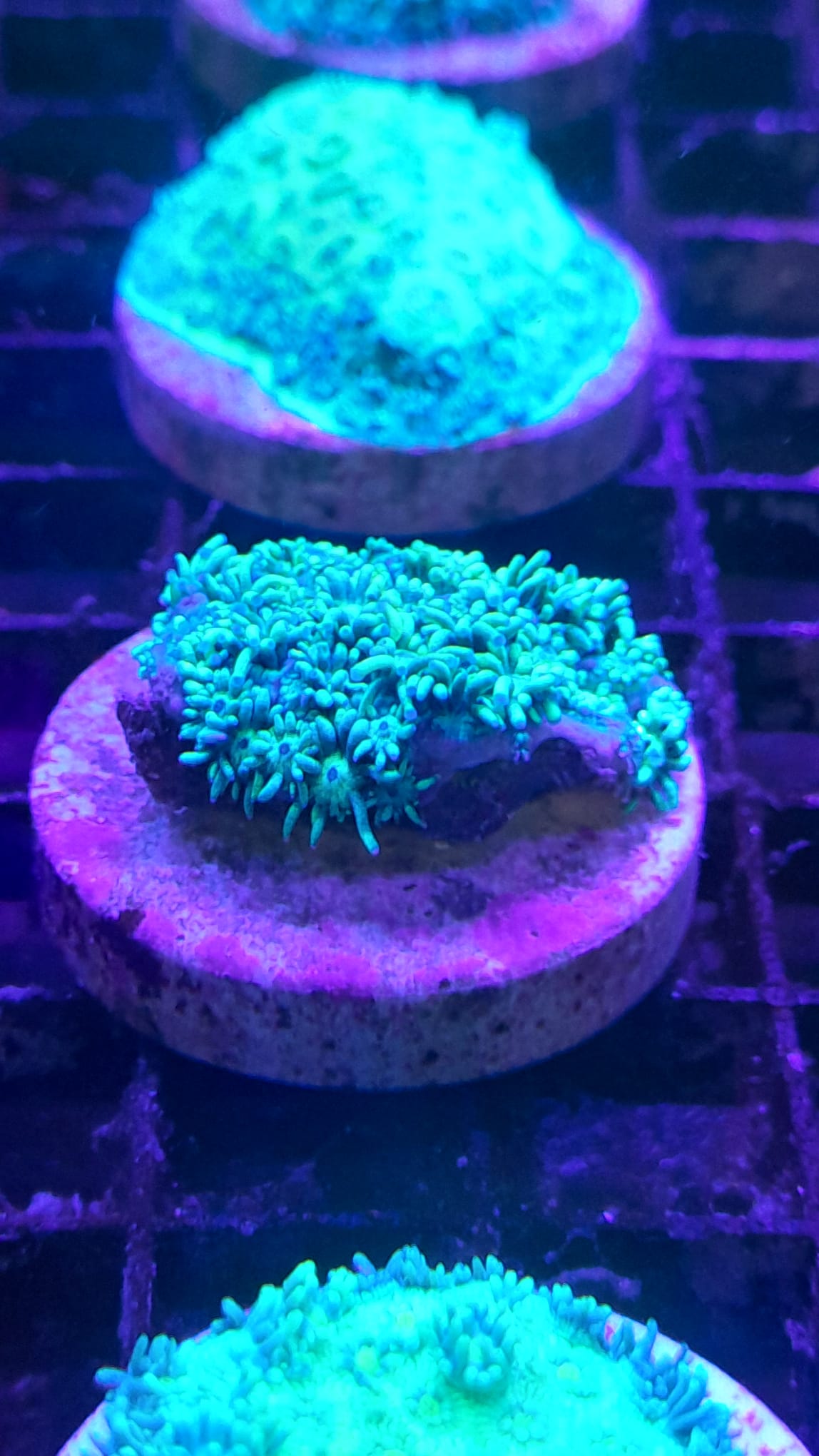 GONIOPORA GREEN FRAG