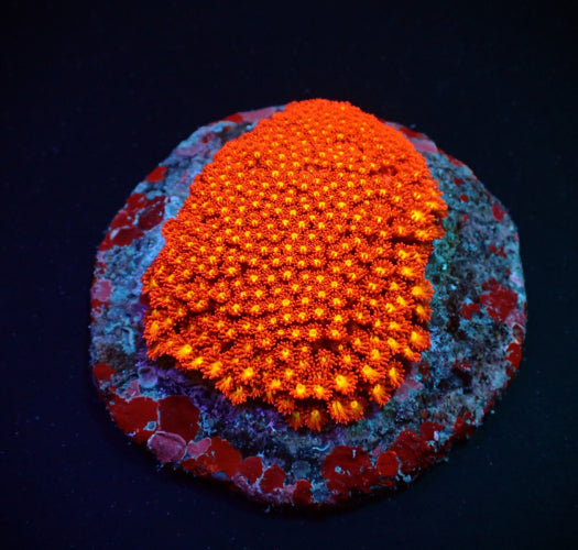 GONIOPORA MINOR MICKEY MOUSE