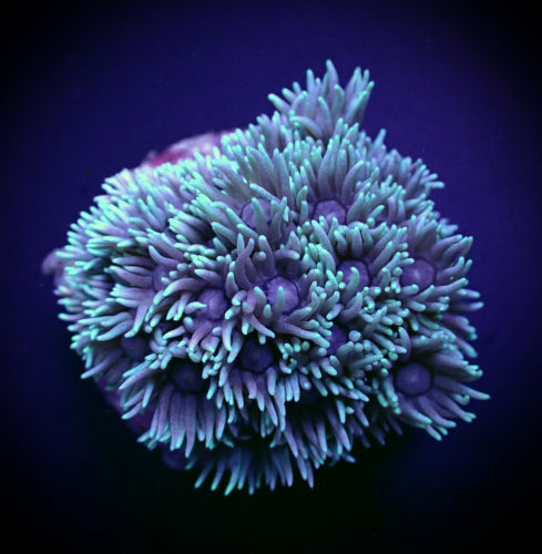 GONIOPORA GREEN FRAG