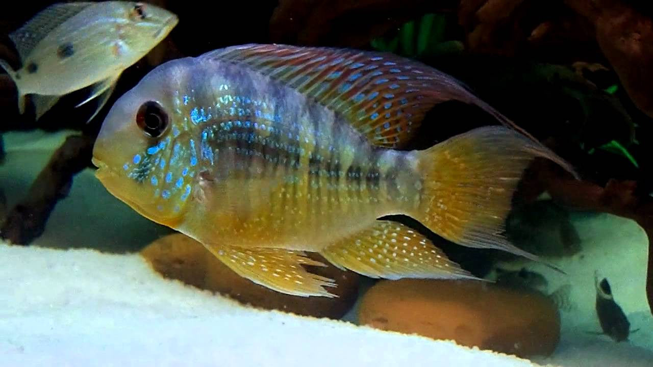 GYMNOGEOPHAGUS BALZANI
