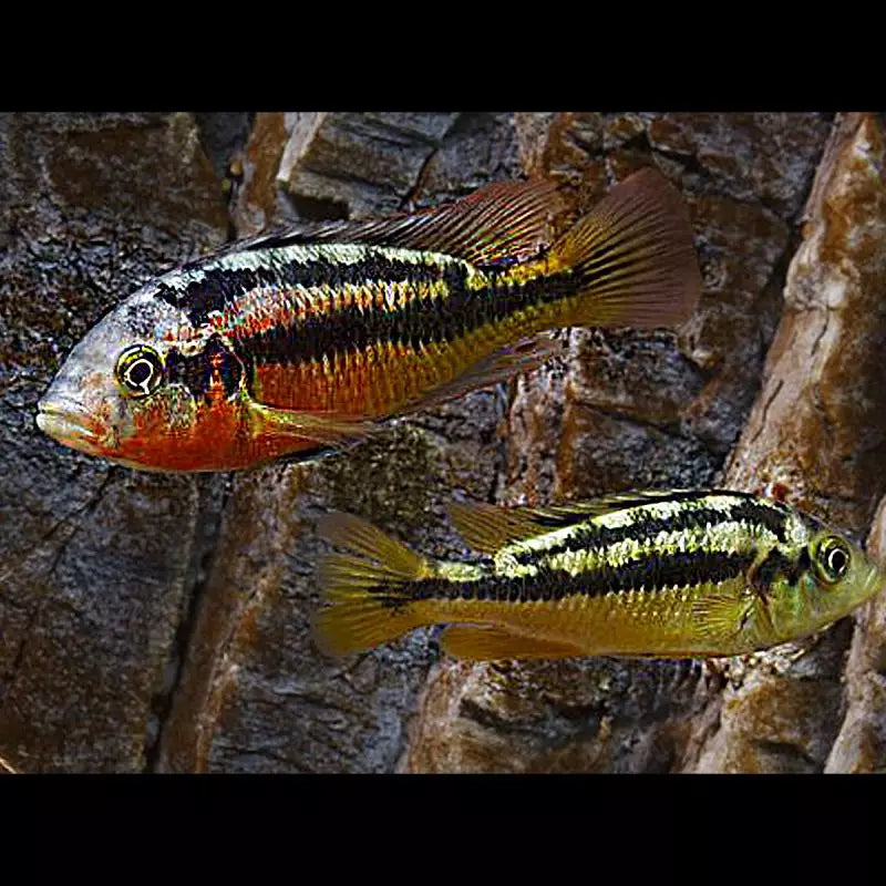 HAPLOCHROMIS ROCK KRIBENSIS 5-6