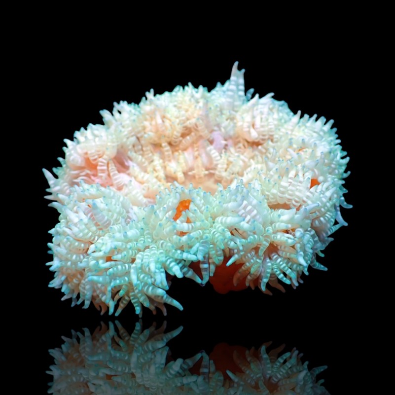 HETERACTIS AURORA ANEMONE