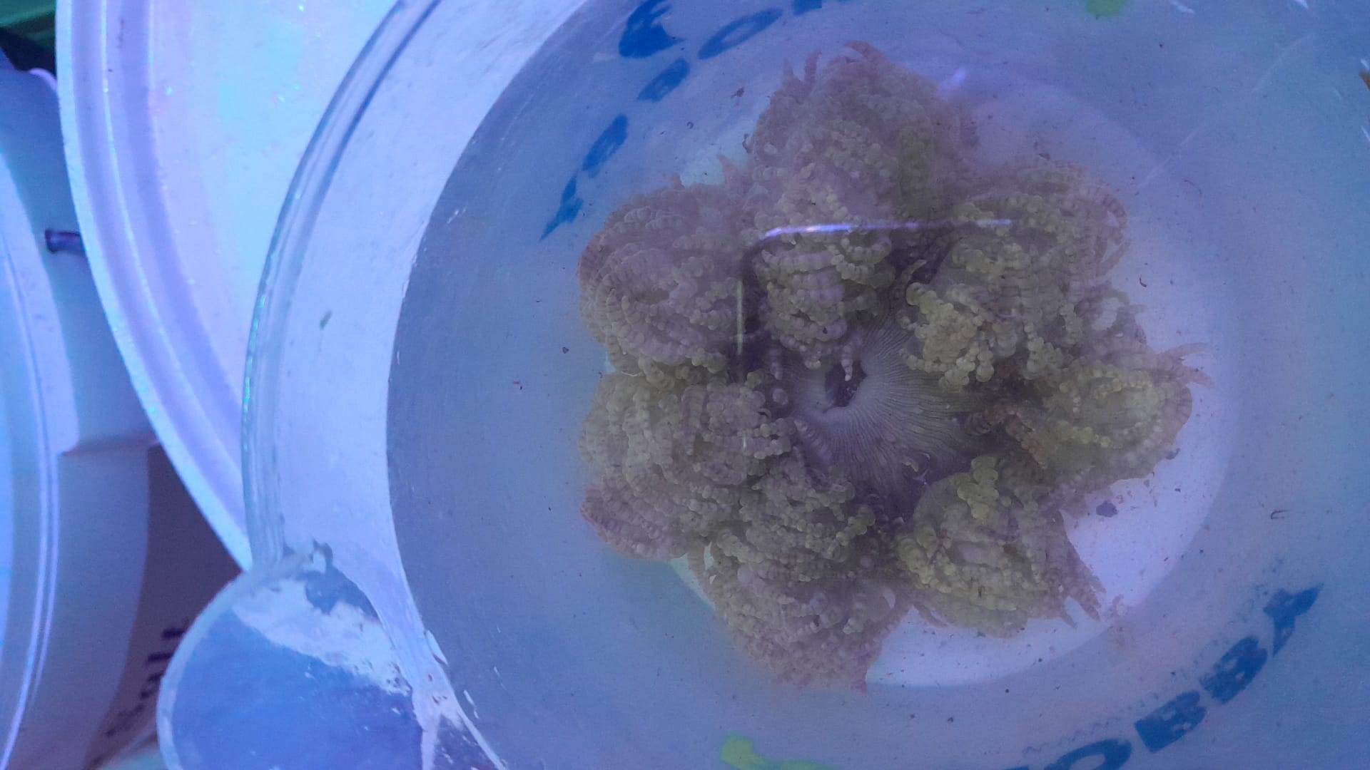 HETERACTIS AURORA GREEN ANEMONE