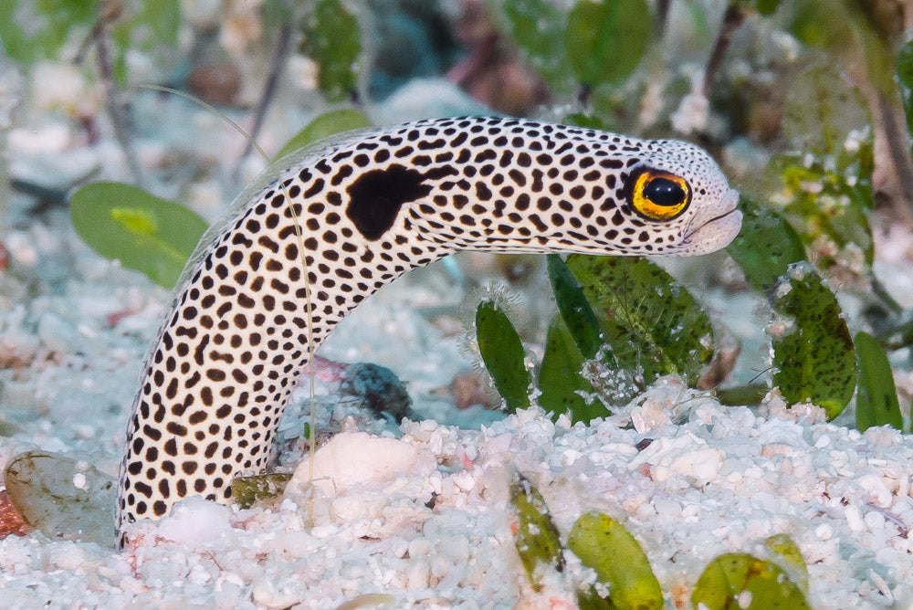 HETEROCONGER HASSI