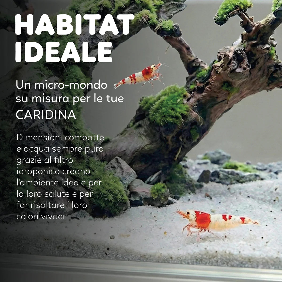 AQPet - Hydo – Mini Acquario da Scrivania con Dock Station e LED Multicolore