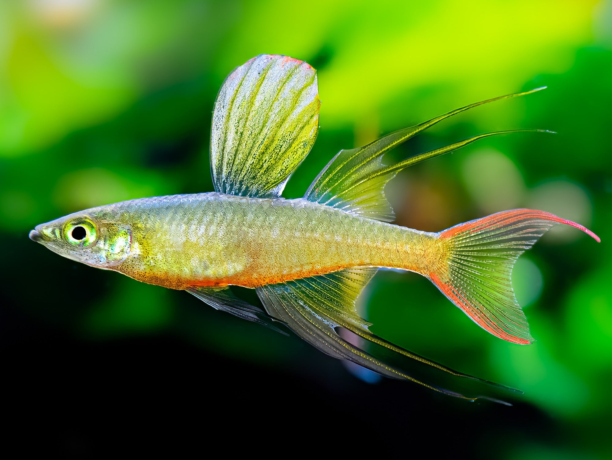 IRIATHERINA WERNERI