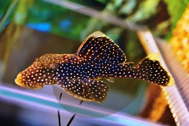 L081 BARYANCISTRUS