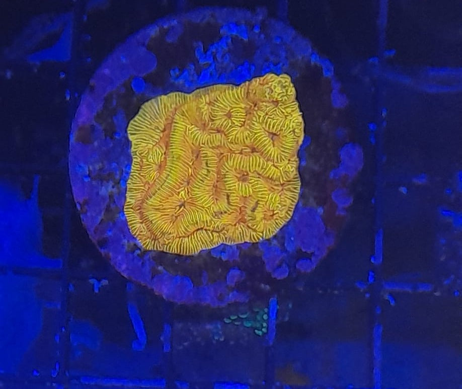 LEPTORISTE SPP. ULTRA FRAG