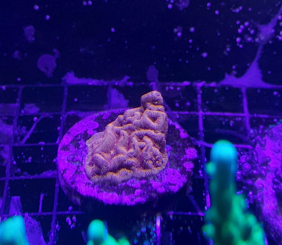 LEPTORISTE SPP. ULTRA FRAG