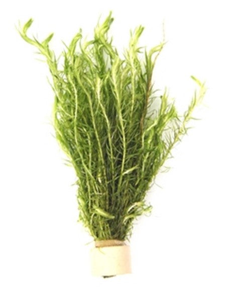 DENNERLE PLANTS - MAYACA FLUVIATILIS