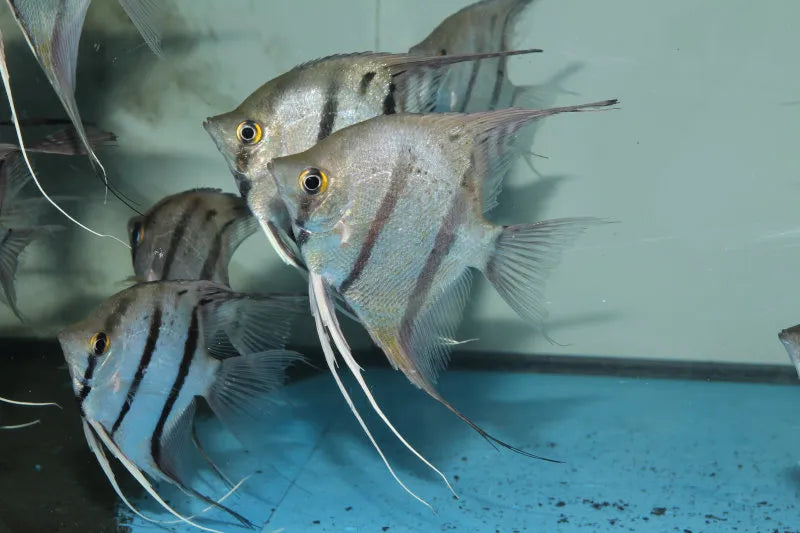 PTEROPHYLLUM MANACAPURU