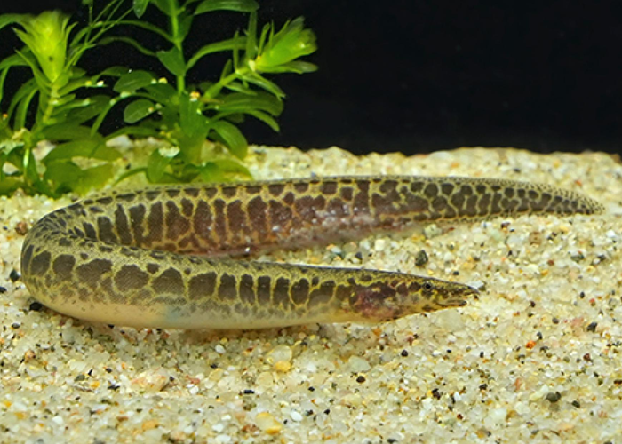 MASTACEMBALO FRENATUS 10-12CM