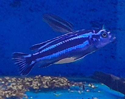 MELANOCHROMIS SP. 5-6CM