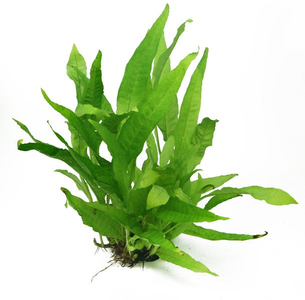DENNERLE PLANTS - MICROSORUM PTEROPUS