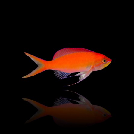 MIROLABRYCHTIS DISPAR