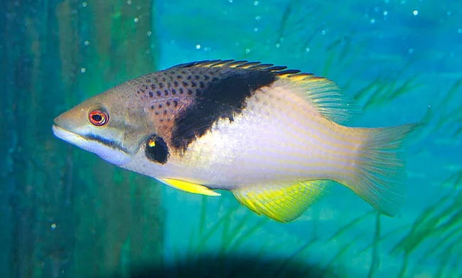 BODIANAS MESOTHORAX