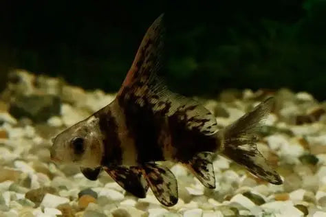 MIXOCYPRINUS ASIATICUS SM