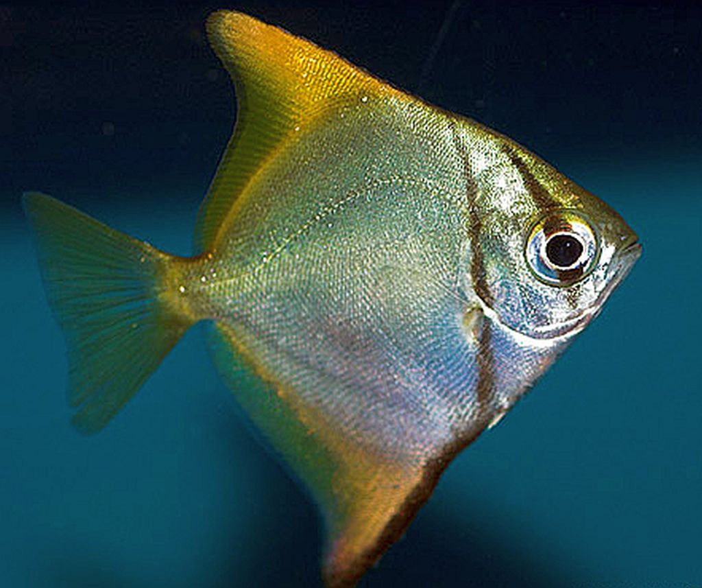 MONODACTYLUS ARGENTESU 5-8