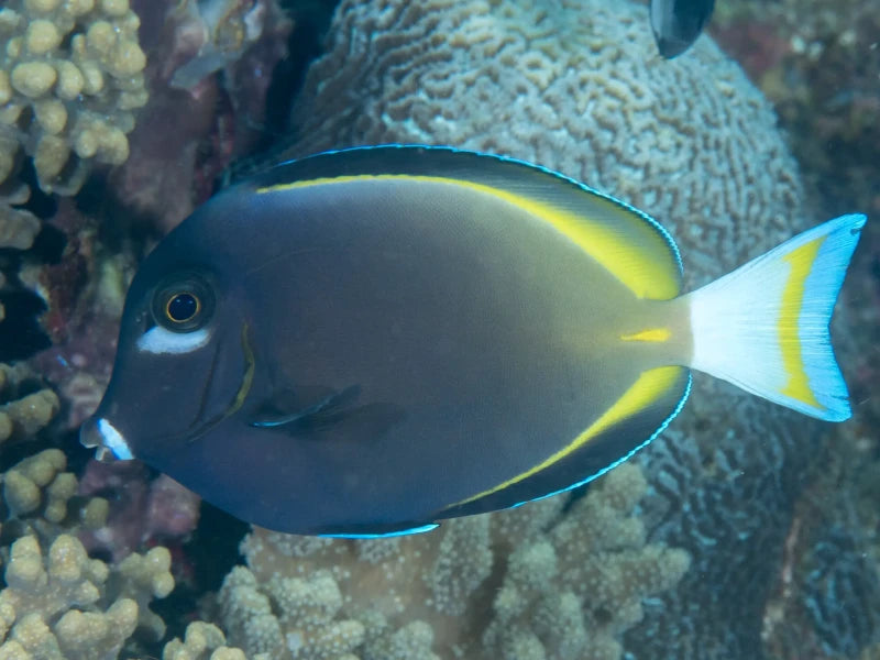 ACANTHURUS NIGRICANS