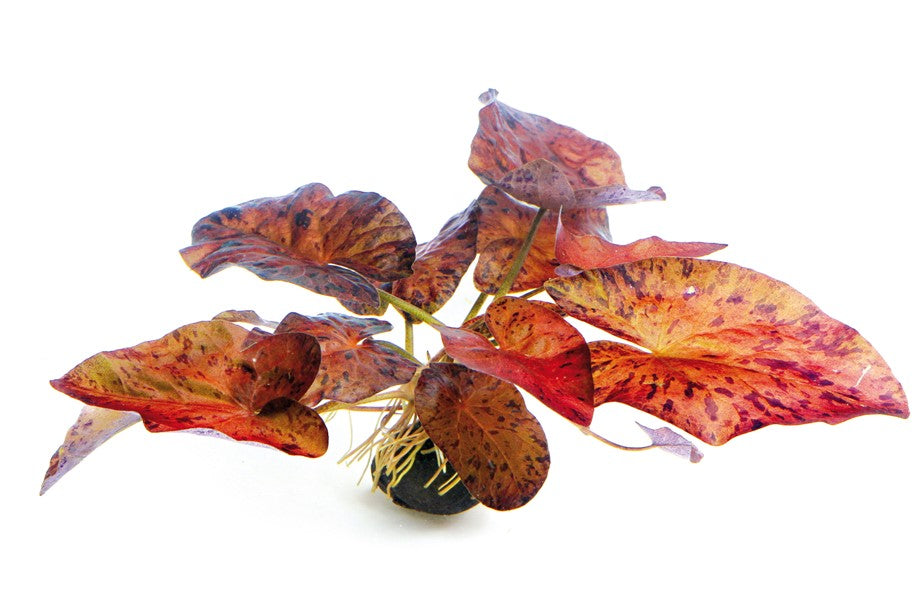 DENNERLE PLANTS - NYMPHAEA LOTUS RED