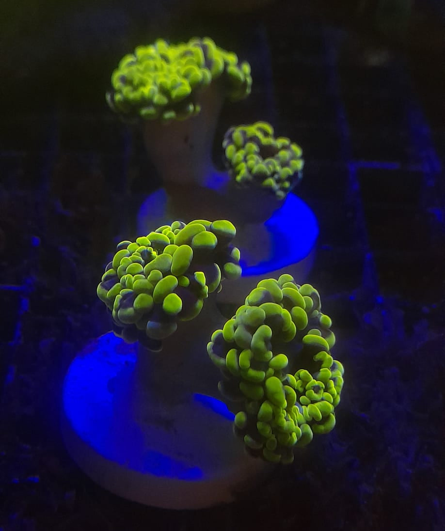 EUPHYLLIA PARAANCORA ORANGE PINK