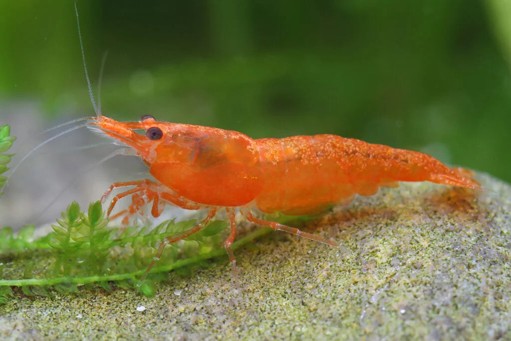 CARIDINA ORANGE SAKURA