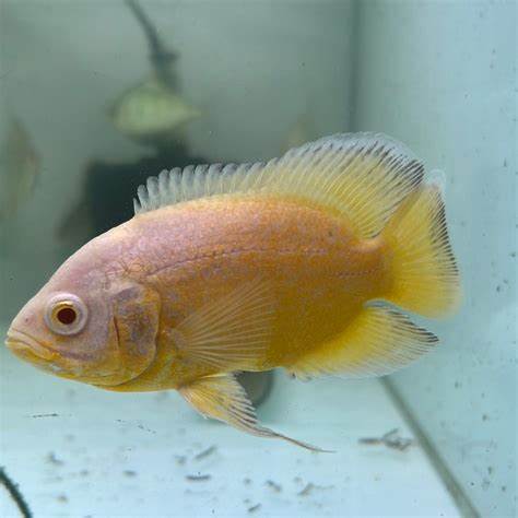 ASTRONOTUS PESCE OSCAR
