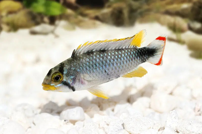APISTOGRAMMA PANDURINI