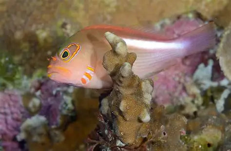 PARACIRRHITES ARCUATUS