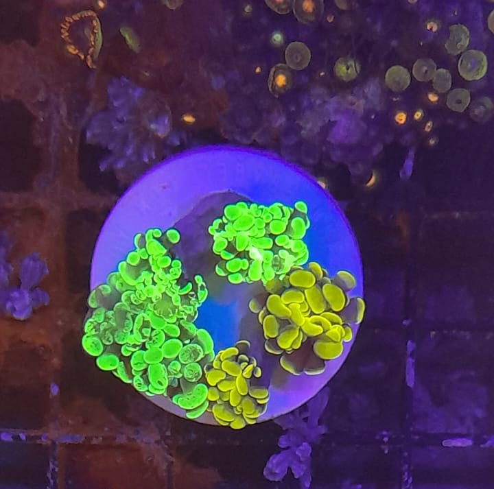 EUPHYLLIA PARAANCORA