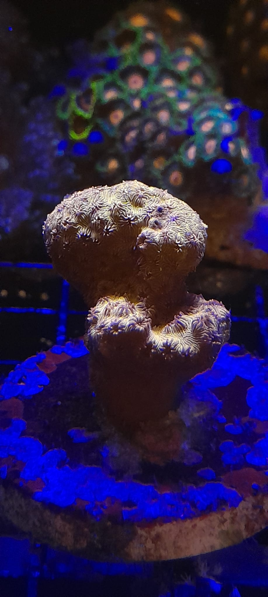 PAVONA MALDIVENSIS ORANGE