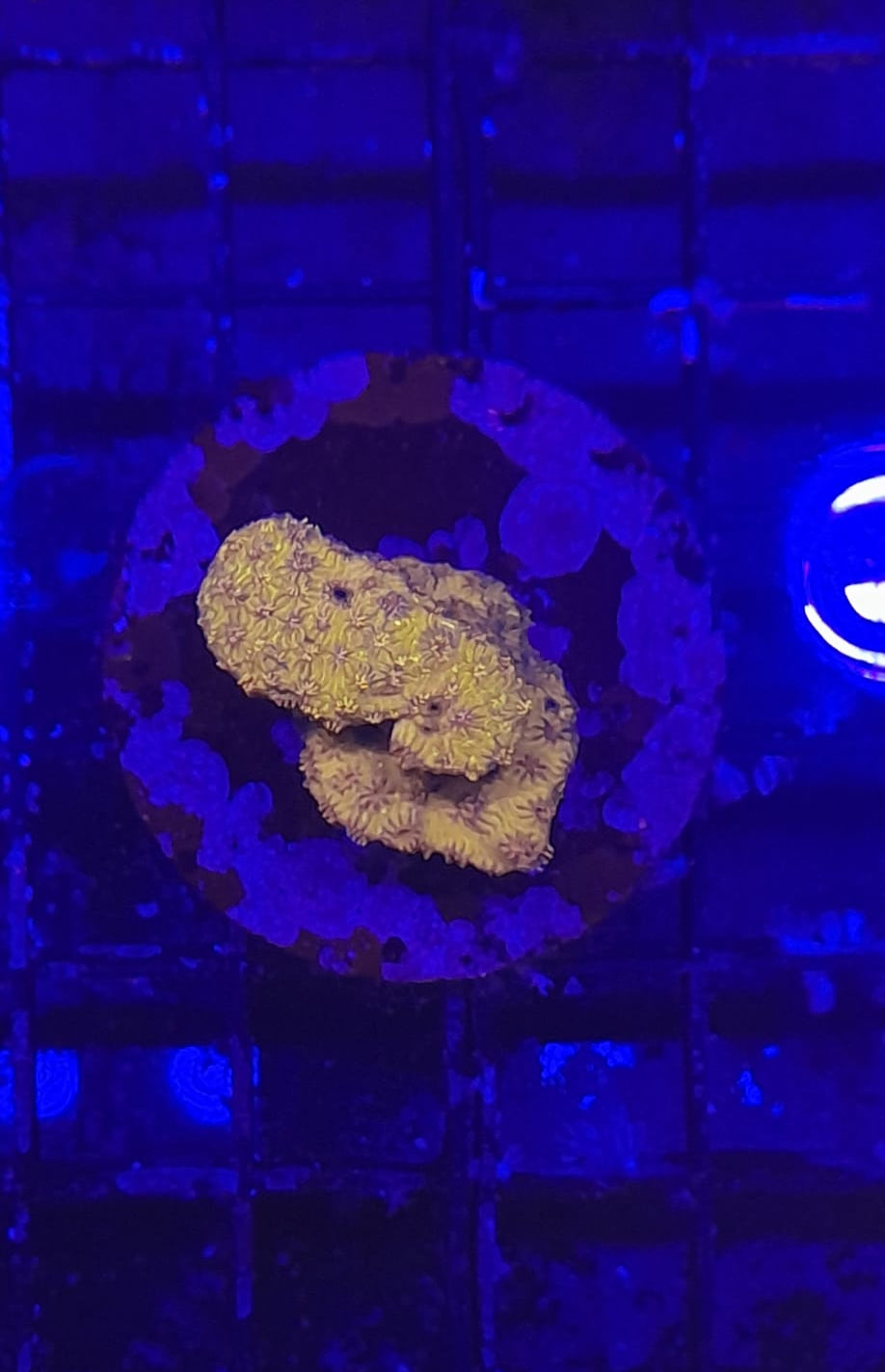 PAVONA MALDIVENSIS ORANGE