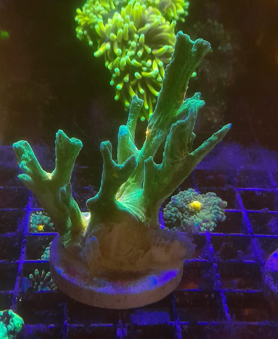 PECTINIA SPP ORANGE CENTER FRAG