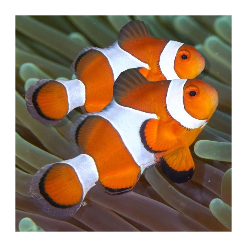 AMPHIPRION PERCULA