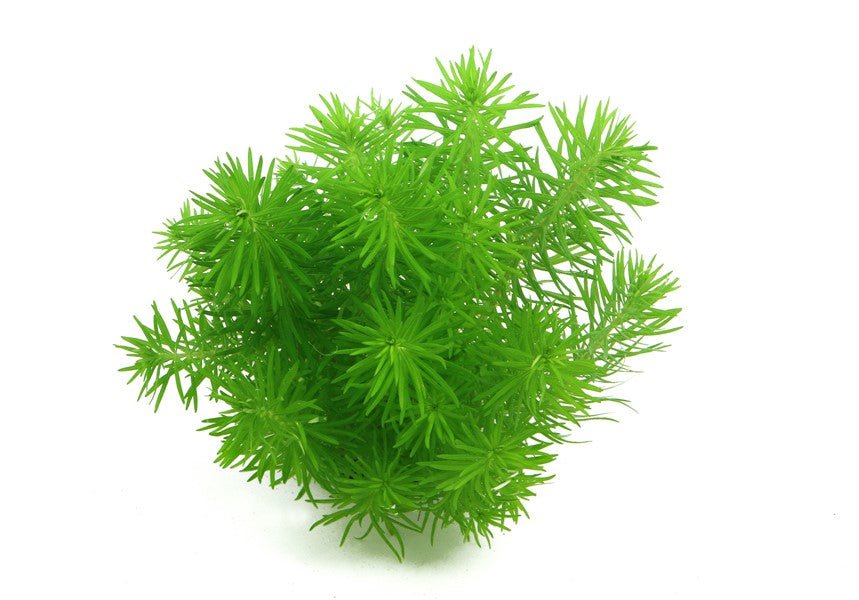 DENNERLE PLANTS - POGOSTEMON DECCANENSIS