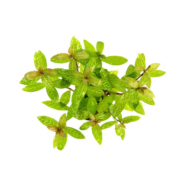 DENNERLE PLANTS - HYGROPHILA POLYSPERMA SUNSET
