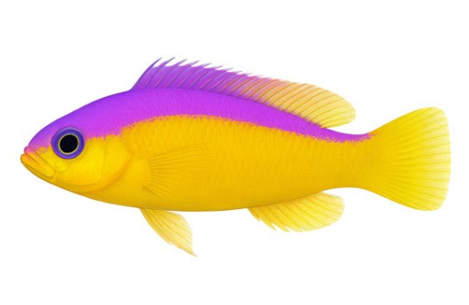 PSEUDOCHROMIS DIADEMA