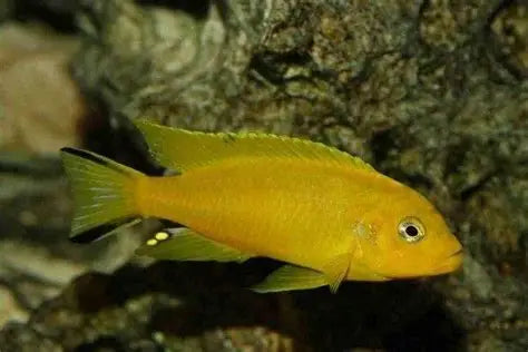 PSEUDOTROPHEUS DAKTARI 5-7