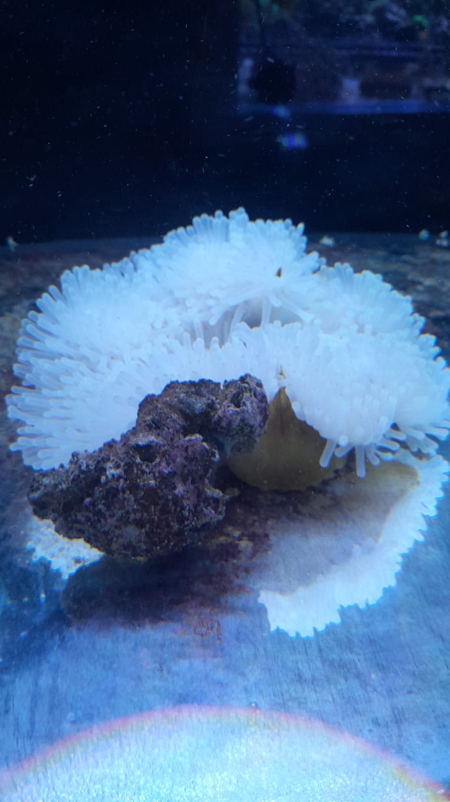 RADHIANTHUS ANEMONE LONG TENTACLES