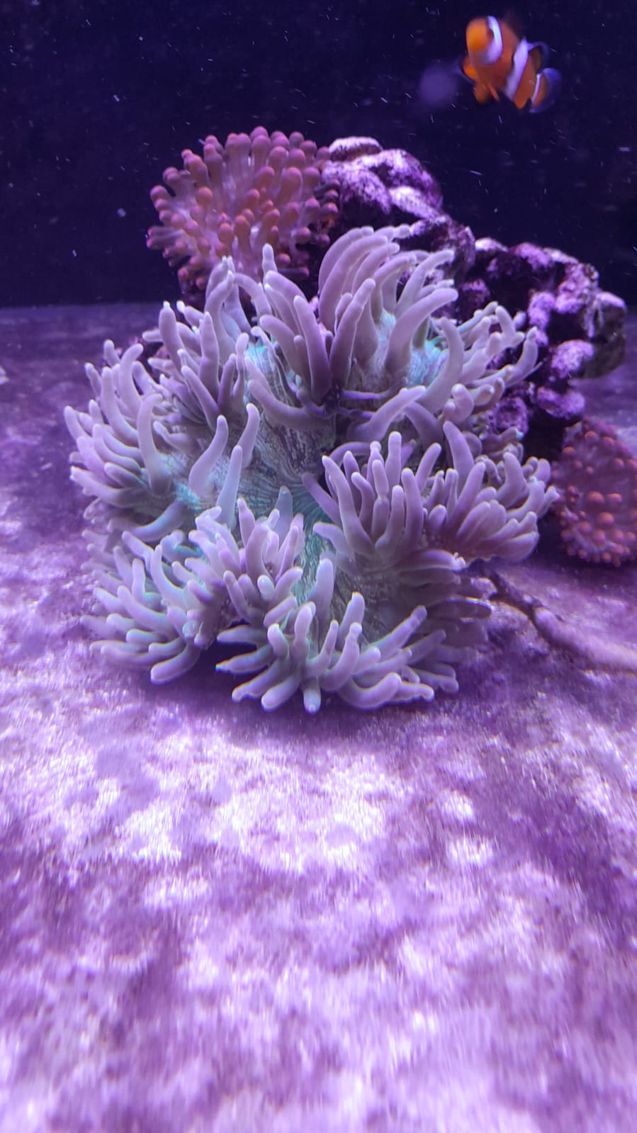 RADHIANTHUS ANEMONE LONG TENTACLES